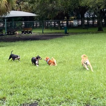 Mizner Bark Dog Park photo 2